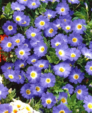Семена от Nolana Blue Bird - Nolana grandiflora - 125 семена - Nolana paradoxa