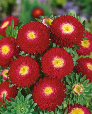 Reine Marguerite - Pompon - Rouge - Callistephus chinensis - Parfait pour les bordures estivales et les contenants - Graines fraîches
