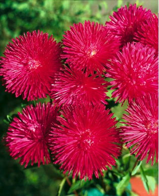Aster enano "Jeżyk" - rojo brillante - 