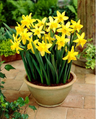 Daffodil, narcissus February Gold - large package! - 50 pcs