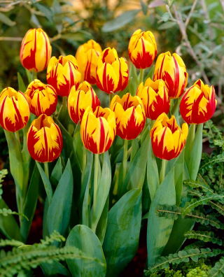 Tulpe 'Mickey Mouse' - großes Paket - 50 Stück