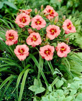 Siloam Ribbon Candy daylily