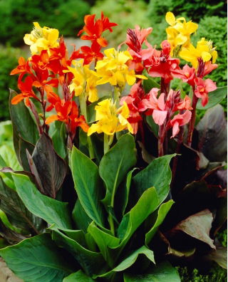 Canna lelie kleurenmix - groot pakket! - 10 stuks - 