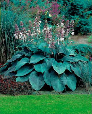 Blue Angel hosta, plantain lily - XL package! - 50 pcs