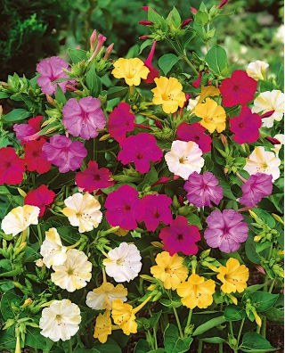 Marvel of Peru - Mirabilis Jalapa - colour selection - seedling; four o'clock clover - XL pack - 50 pcs