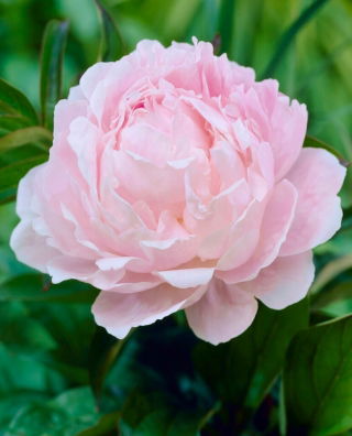 Pivoine rose clair - semis - gros paquet ! - 10 pieces