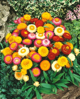 Квітка подвійна квітка змішані насіння - Helichrysum monstrosum nana fl.pl. - 600 насіння - Helichrysum Arenarium