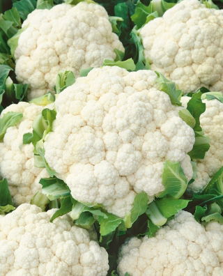 Coliflor - Bola de nieve X - Media tardía, cabezas grandes y blancas - Semillas frescas
