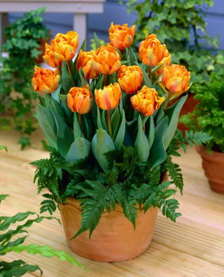 Tulip - Orange Princess - Large Pack! - 50 pcs
