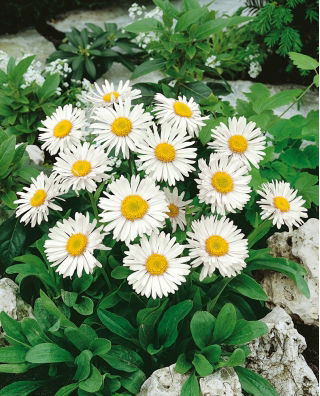 Aster alpino - branco - sementes (Aster alpinus)