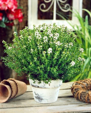 BIO Thym - Thymus vulgaris - Idéal pour séchage - garde son arôme longtemps - Graines fraîches