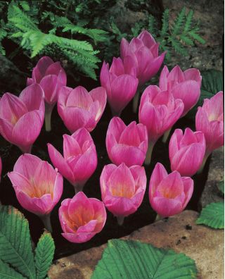 Krokussläktet Zonatus - paket med 10 stycken - Crocus Zonatus
