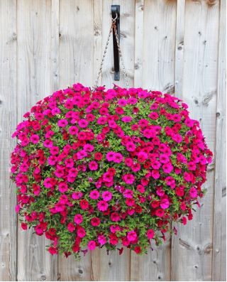 Hangende bloemenmand met kokosvezelmat - 40 cm - 