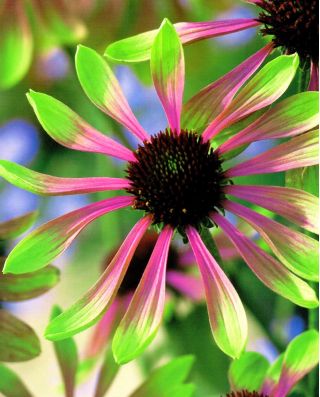 Ехинацея, Coneflower Green Envy - луковица / грудка / корен - Echinacea purpurea