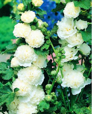 Malva real - White - blanco - Althaea rosea