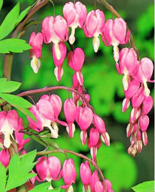 Cuore di Maria - rosa - Dicentra spectabilis
