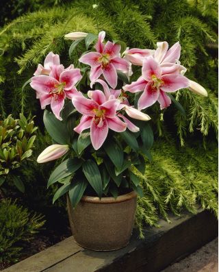 Лилия Mona Lisa - Lilium oriental hybridum Mona Lisa