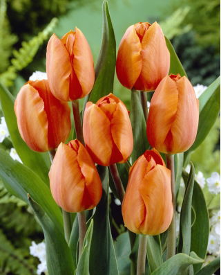 郁金香橙 - 郁金香橙 -  5个洋葱 - Tulipa Orange
