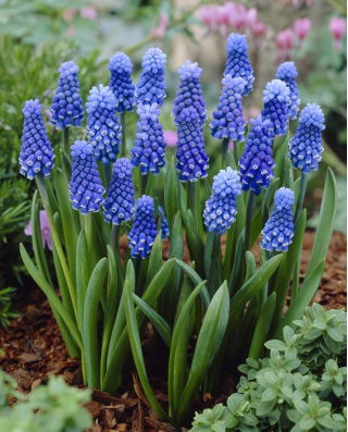 Grape hyacinth Muscari Dark Eyes - Large Pack! - 50 pcs.