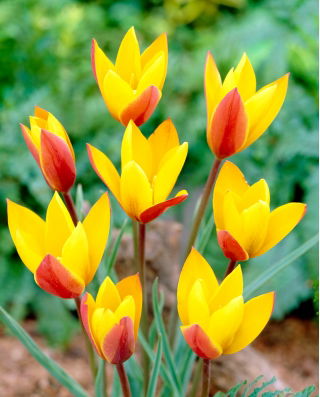 郁金香Chrysantha  - 郁金香Chrysantha  -  5个电洋葱 - Tulipa Chrysantha