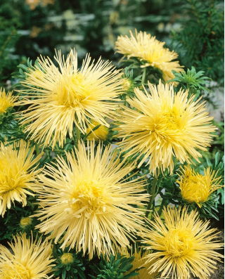 Jarum jarum kuning aster cina, Tahunan aster - 500 biji - Callistephus chinensis 