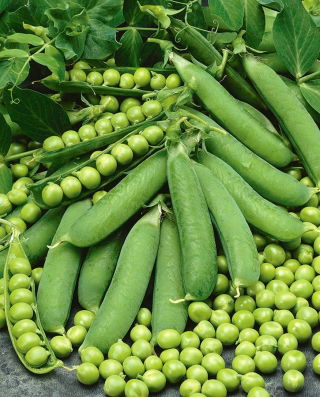 Pea "Polar Nochowski"