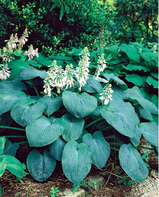 Hosta - Elegans