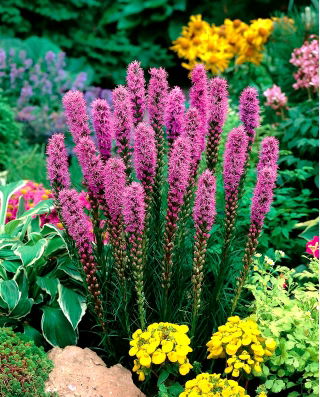 Langakset pragtskær - Purple - pakke med 10 stk - Liatris spicata