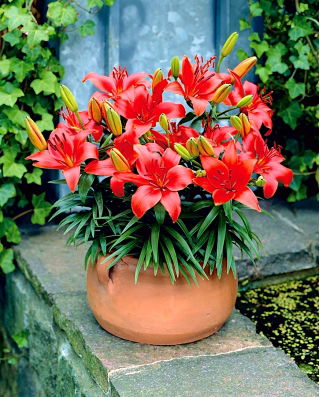 Dwarf lily - Crimson Pixie - large package! - 10 pcs
