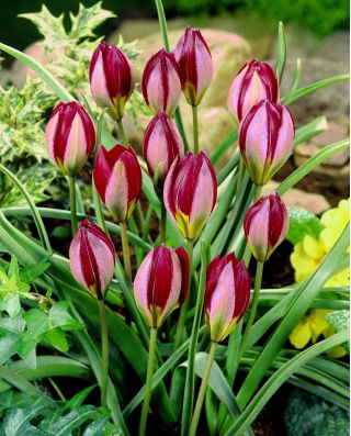 Tulip Red Beauty - 5 pcs