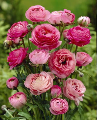 Ranuncolo rosa - Confezione XL! - 500 pezzi