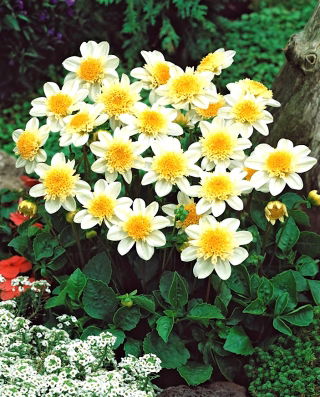 Dalia - Toto - confezione grande! - 10 pezzi