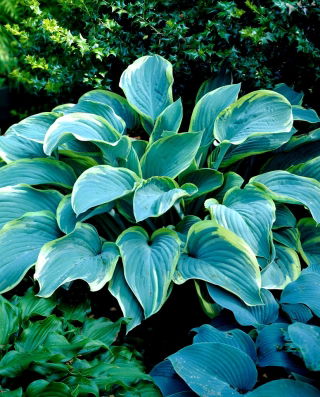 Regal Splendour hosta, plantain lilje - stor pakke! - 10 stk.