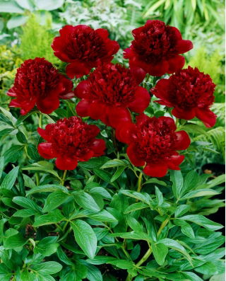 Peony, Paeonia - Red Charm - seedling - large package! - 10 pcs