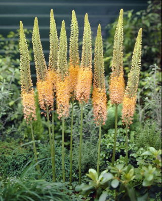 Eremurus, Foxtail Liliomok Cleopatra - XL csomag - 50 db.