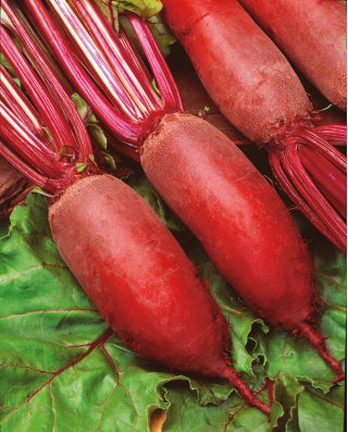Beterraba 'Kier' - 100g sementes (Beta vulgaris)