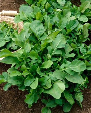 BIO Salatrauke - Schnell wachsendes einjähriges Kraut mit pfeffrig-aromatischen Blättern - Samen