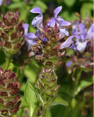 Prunella seeds - Prunella grandiflora - 50 seeds