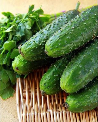 Pepino - Polan F1 - Cinta de semillas - Pepinos de alto rendimiento, fáciles de plantar en cinta
