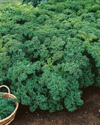 Kale "Corporal" - matala kasvava tummanvihreä, kiiltävät lehdet - 300 siementä - Brassica oleracea convar. acephala var. Sabellica - siemenet