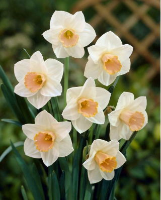 Narcissläktet - Salome - paket med 5 stycken - Narcissus