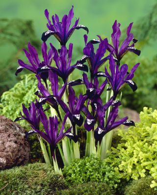 Våriris - Purple Gem - paket med 10 stycken - Iris reticulata