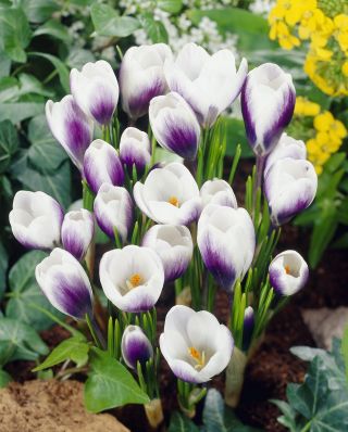 Crocus Prins Claus - 10 bulbs
