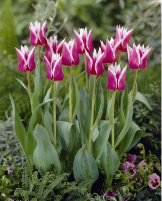 Tulipa Claudia - Tulip Claudia - 5 bulbs