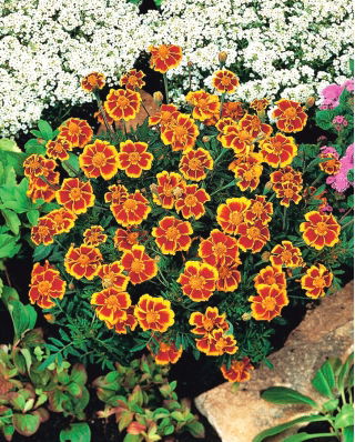 French marigold "Dainty Marietta" - single-flowered - 315 seeds