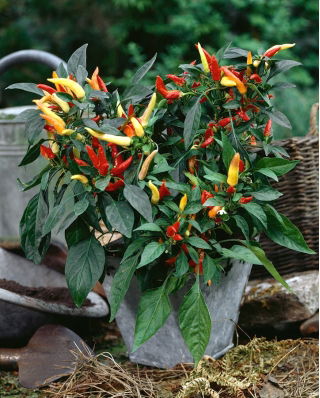 Home Garden - Mix di peperoncini piccanti - per coltivazioni indoor e balconate - Capsicum annum - semi