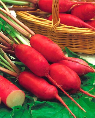 Radish "Pasja" - carmina-rosie, delicios de degustare varietate - Raphanus sativus L. - semințe