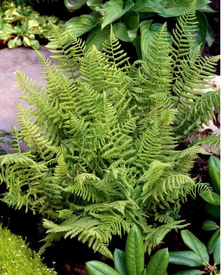Athyrium - Ostrich Plume