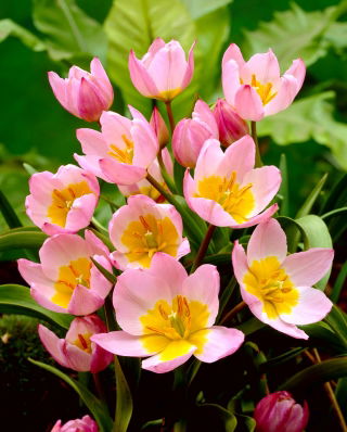 Botanical tulip - Lilac Wonder - large package! - 50 pcs