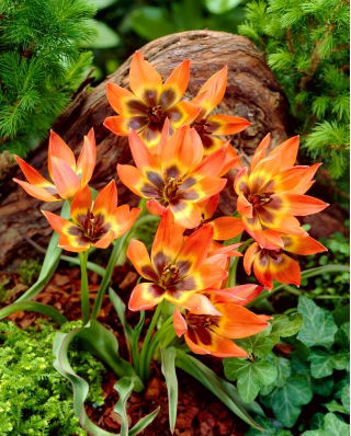 Tulp Little Princess - groot pakket! - 50 stuks - 